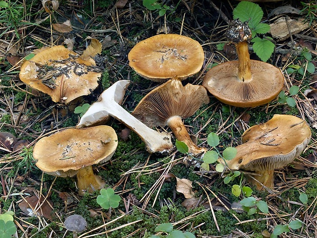 pavučinovec oranžový Cortinarius pansa (Fr.) Sacc.