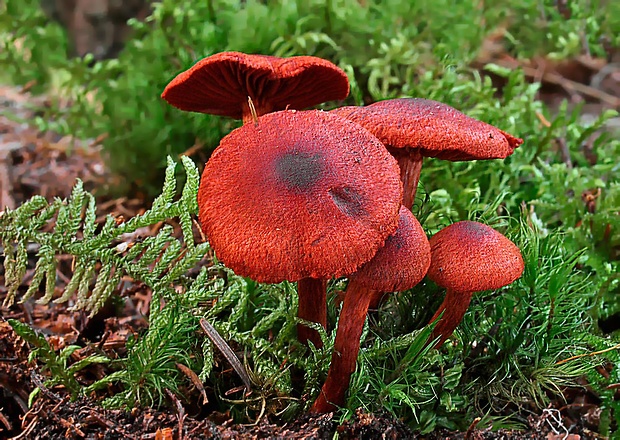 pavučinovec krvavý Cortinarius sanguineus (Wulfen) Fr.