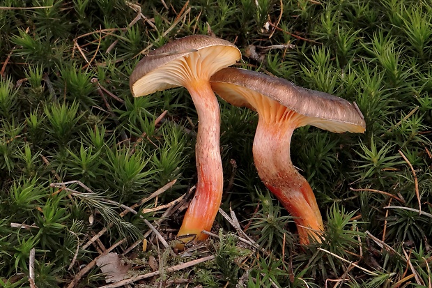 šťavnačka mrazová Hygrophorus hypothejus (Fr.) Fr.