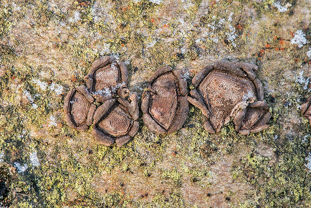 drevovček moravský Hypoxylon cercidicola (Berk. & M.A. Curtis ex Peck) Y.M. Ju & J.D. Rogers