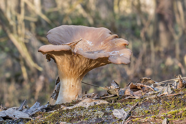 hliva ustricovitá Pleurotus ostreatus (Jacq.) P. Kumm.