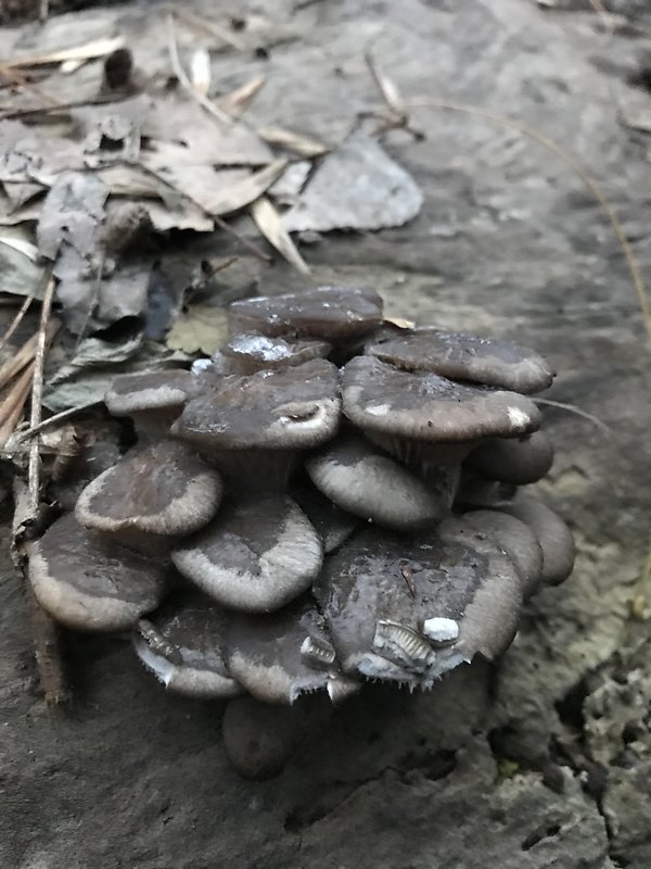 hliva ustricovitá Pleurotus ostreatus (Jacq.) P. Kumm.