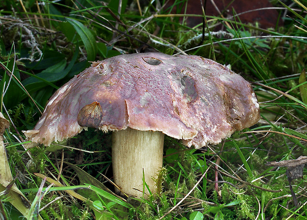 číruška černejúca Pseudotricholoma metapodium (Fr.) Sánchez-García & Matheny