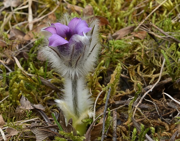 poniklec veľkokvetý Pulsatilla grandis Wender.