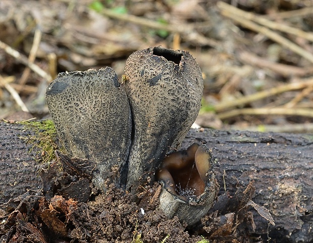 urnička kráterovitá Urnula craterium (Schwein.) Fr.