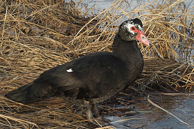 kačica pižmová  Cairina moschata