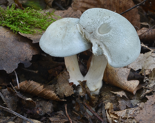 strmuľka anízová Clitocybe odora (Bull.) P. Kumm.