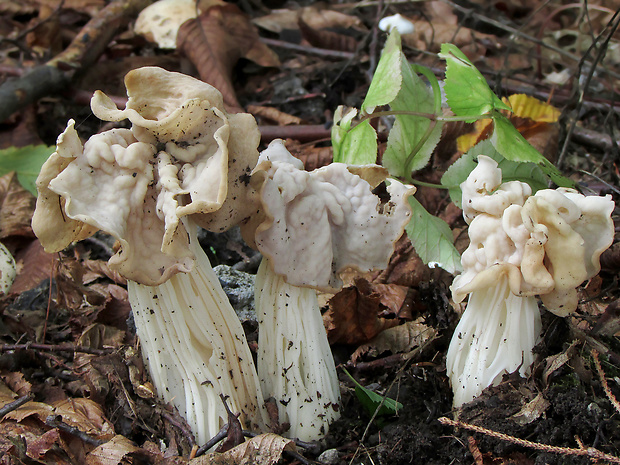 chriapač kučeravý Helvella crispa (Scop.) Fr.