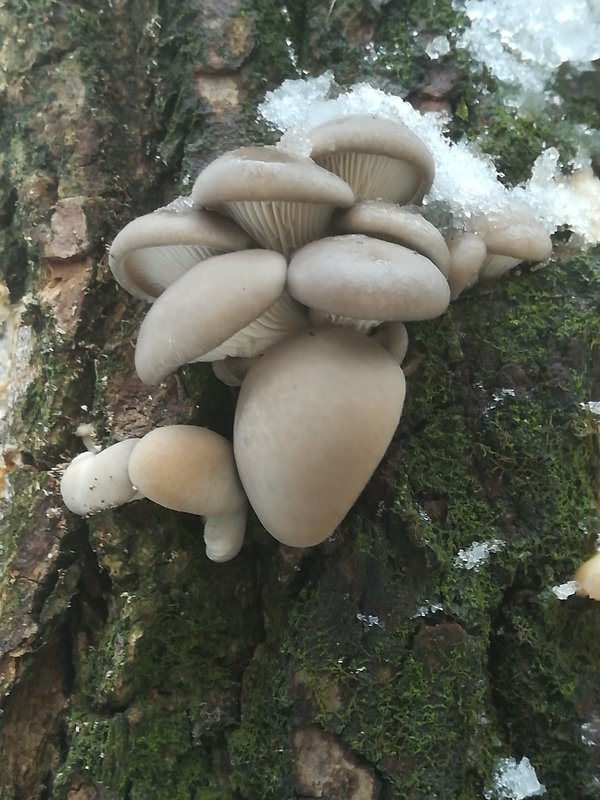 hliva ustricovitá Pleurotus ostreatus (Jacq.) P. Kumm.