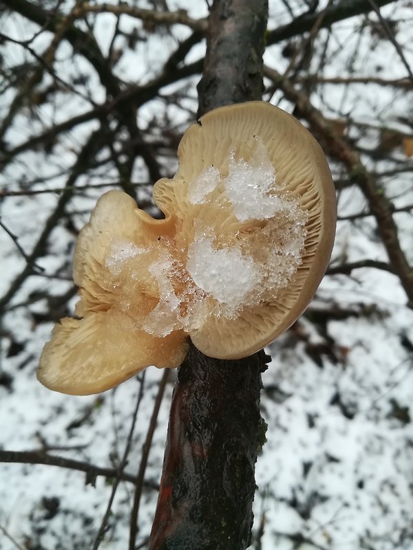 hliva ustricovitá Pleurotus ostreatus (Jacq.) P. Kumm.