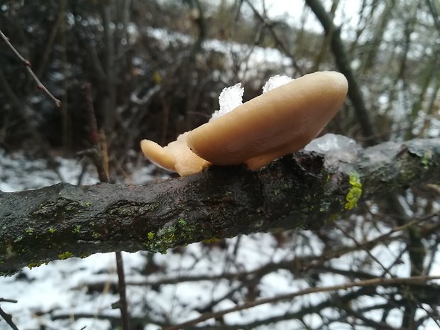 hliva ustricovitá Pleurotus ostreatus (Jacq.) P. Kumm.