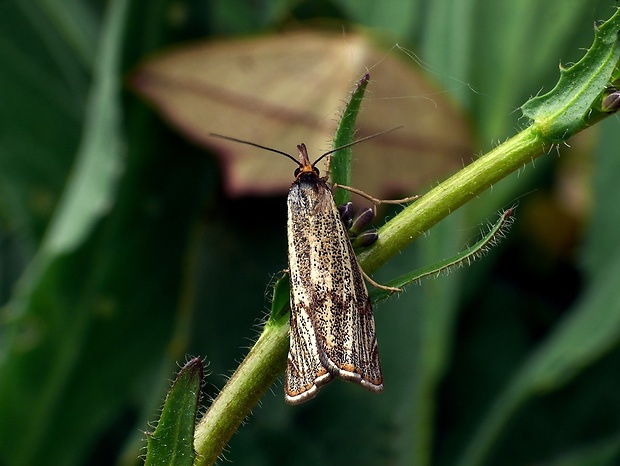 trávovec jarný (sk) / travařík kostřavový (cz) Thisanotia chrysonuchella Scopoli, 1763