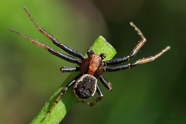 bežník Xysticus bifasciatus ♂