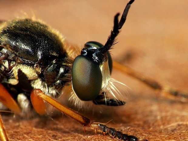 muchárka štíhla (sk) / roupec štíhlý (cz) Dioctria rufipes De Geer, 1776