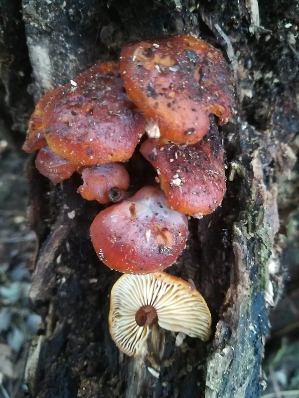 plamienka Flammulina sp.