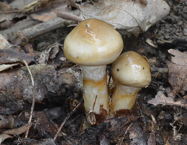 šťavnačka Persoonova Hygrophorus persoonii Arnolds