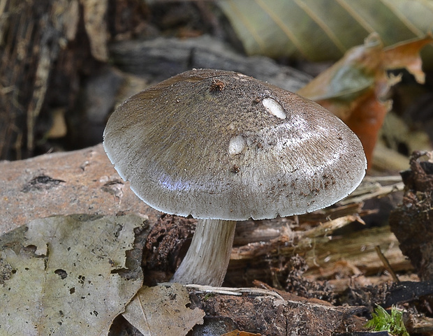 štítovka Pluteus sp.