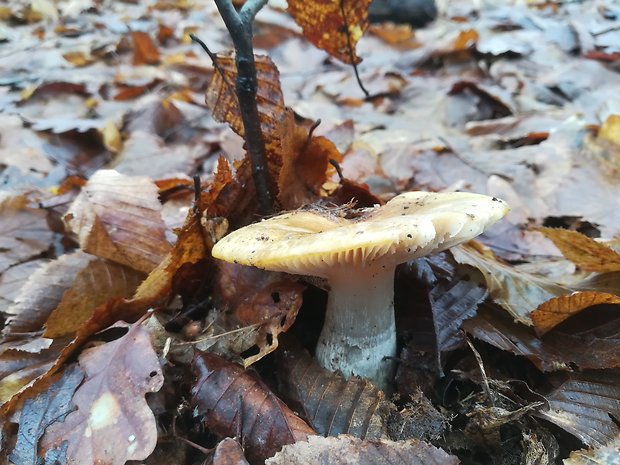 plávka Russula sp.