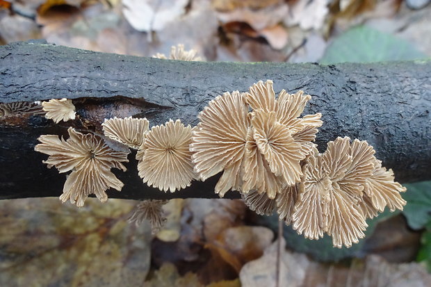 klanolupeňovka obyčajná Schizophyllum commune Fr.