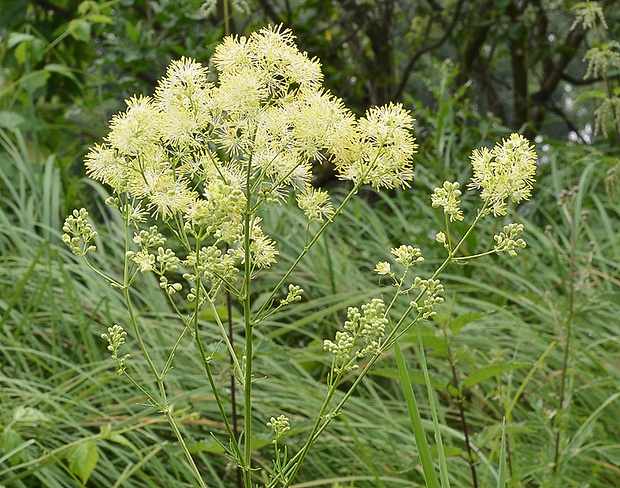 žltuška lesklá Thalictrum lucidum L.