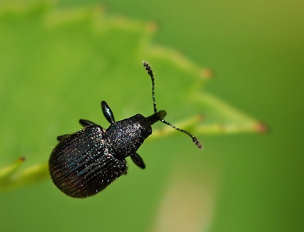 nosánik Caenorhinus interpunctatus cf.