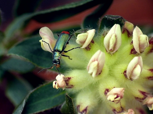 Malachius bipustulatus Linnaeus, 1758