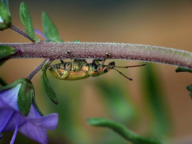 šupináčik zlatozelený (sk) / listohlod zlatozelený (cz) Phyllobius argentatus Linnaeus, 1758