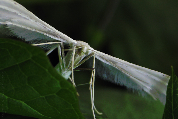 pierkavec povojový Pterophorus pentadactyla Linnaeus, 1758