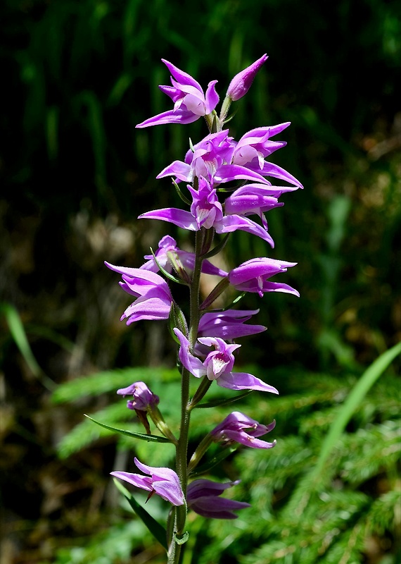 prilbovka červená Cephalanthera rubra (L.) Rich.