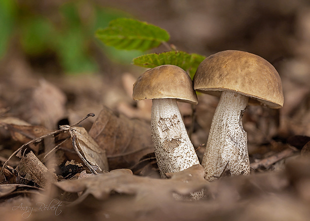 kozák hrabový Leccinum pseudoscabrum (Kallenb.) Šutara