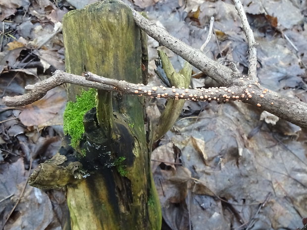 hlivka červená Nectria cinnabarina (Tode) Fr.