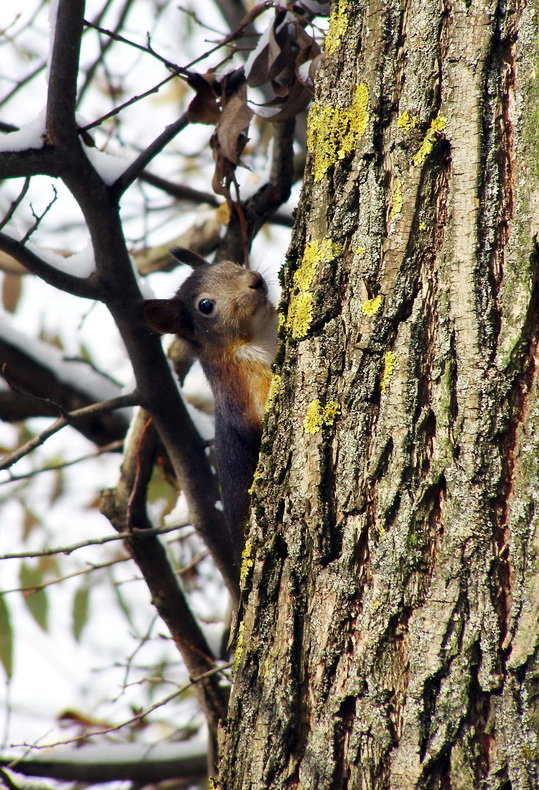 veverica stromová Sciurus vulgaris