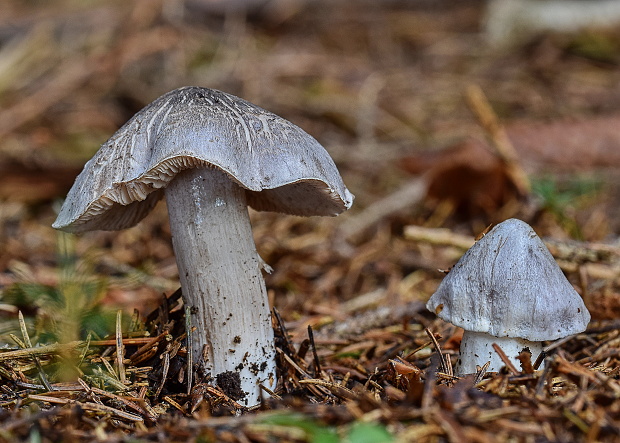 čírovka štipľavá Tricholoma virgatum (Fr.) P. Kumm.