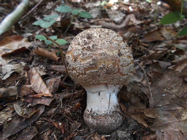 muchotrávka červenkastá Amanita rubescens Pers.