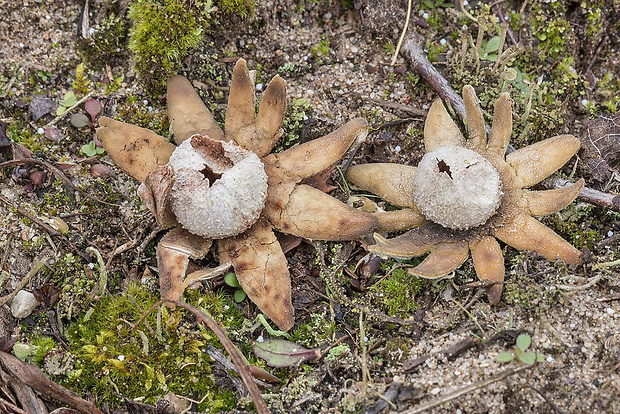 hviezdovec vlahojavný Astraeus hygrometricus (Pers.) Morgan