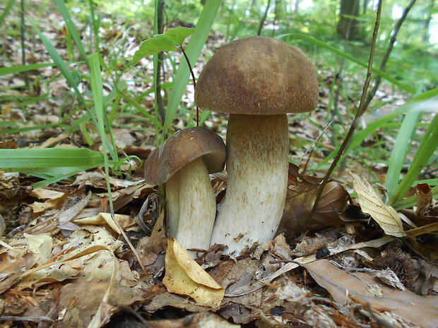 hríb dubový Boletus reticulatus Schaeff.