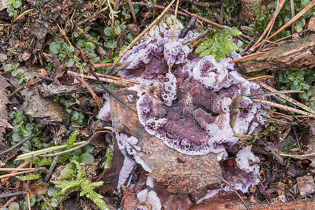 pevníkovec purpurový Chondrostereum purpureum (Pers.) Pouzar