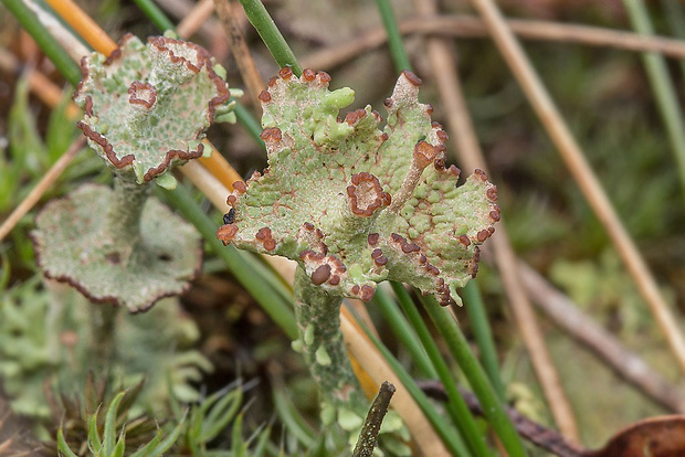 dutohlávka rožkatá Cladonia cervicornis (Ach.) Flot.