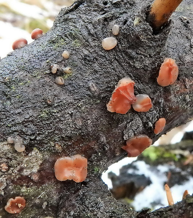 kráterokrčka čerešňová Craterocolla cerasi (Schumach.) Sacc.