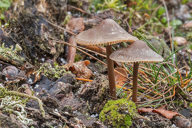 hodvábnica Entoloma sp.