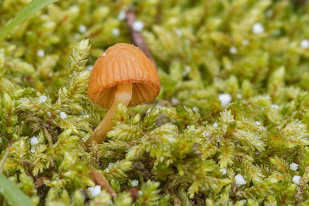 kapucňovka Galerina sp.