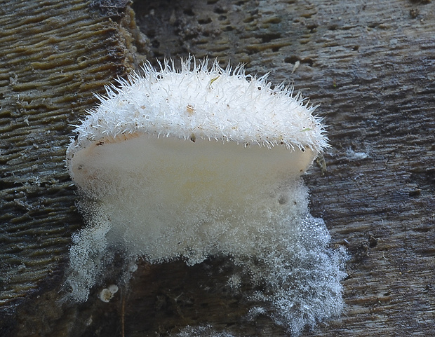 lastúrka plstnatá Hohenbuehelia mastrucata (Fr.) Singer