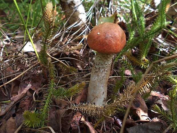 kozák dubový Leccinum aurantiacum (Bull.) Gray