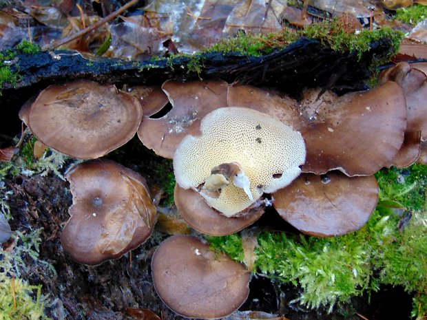 trúdnik zimný Lentinus brumalis (Pers.) Zmitr.