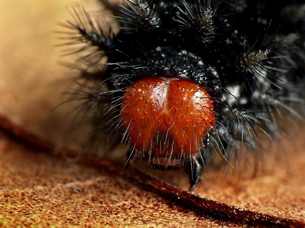 hnedáčik mriežkovaný (sk) / hnědásek kostkovaný (cz) Melitaea cinxia Linnaeus, 1758