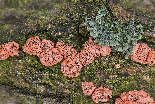 hlivka červená Nectria cinnabarina (Tode) Fr.