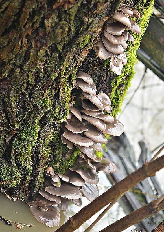 hliva ustricovitá Pleurotus ostreatus (Jacq.) P. Kumm.