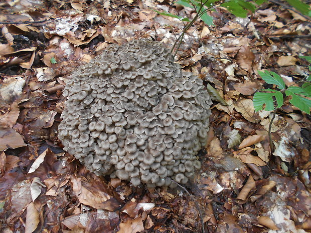 trúdnik klobúčkatý Polyporus umbellatus (Pers.) Fr.