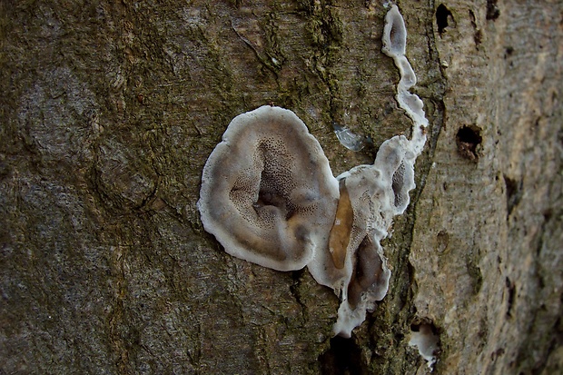 sivopórovka tmavá Bjerkandera adusta (Willd.) P. Karst.