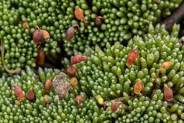 prútnik striebristý Bryum argenteum Hedw.